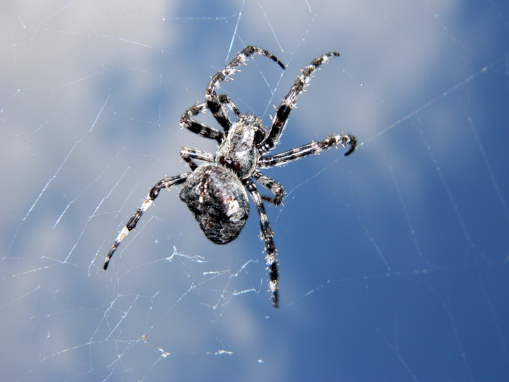 Araneus angulatus - Molveno (TN)
